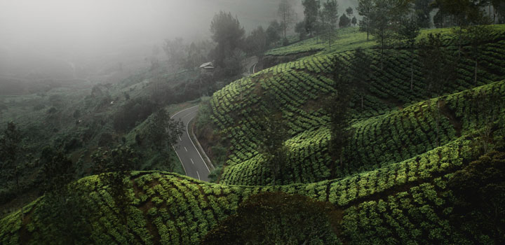  Tea plantation 
